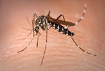 Les maladies tropicales remontent en latitude et en altitude en raison du réchauffement climatique | EntomoNews | Scoop.it