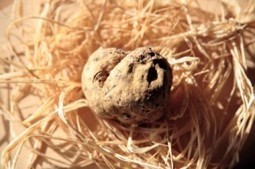 Truffles and Le Marche by Nancy Reed Krabill - Internationalliving.com | Good Things From Italy - Le Cose Buone d'Italia | Scoop.it