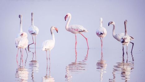 Le flamant rose, animal politique ! | Biodiversité | Scoop.it