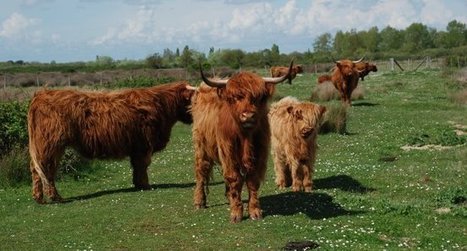 Vers une gestion raisonnée du parasitisme des ruminants - LPO | Biodiversité | Scoop.it