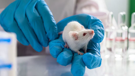 Is it time to replace one of the cornerstones of animal research? | Sustainable Procurement & CSR News - Pharmaceutical Industry | Scoop.it