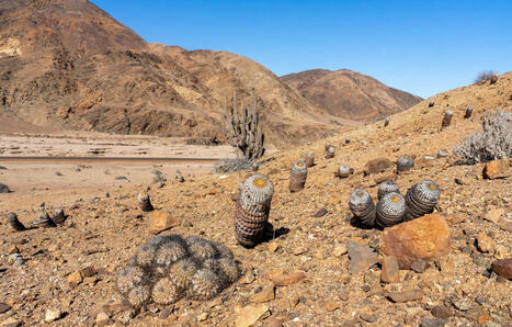 Trafic : Des cactus aussi chers que de la cocaïne ? On vous dit tout sur « l’opération Atacama » | Les déserts dans le monde | Scoop.it