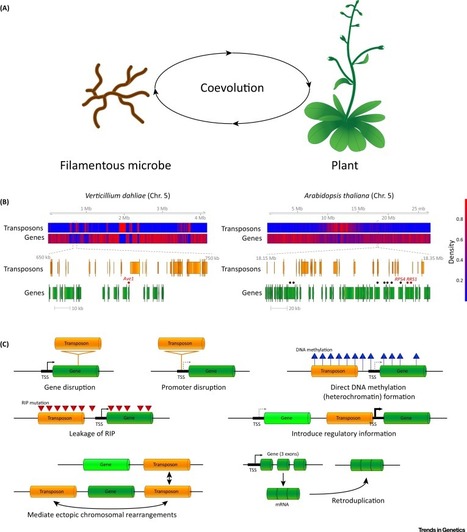 Trends in Genetics: Transposable Elements Direct The Coevolution between Plants and Microbes (2016) | Plant Pathogenomics | Scoop.it