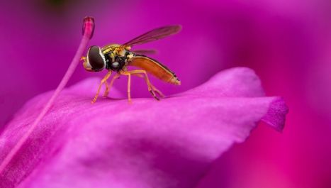 La destruction de la couche d'ozone modifie la couleur des fleurs | Biodiversité | Scoop.it