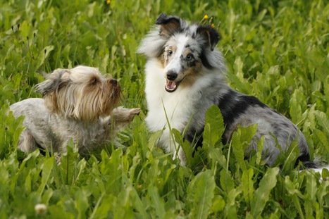 Hullaantua | 1Uutiset - Lukemisen t&auml;hden | Scoop.it