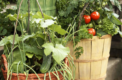 21 Best Vegetables to Grow in Pots | Best Backyard Patio Garden Scoops | Scoop.it