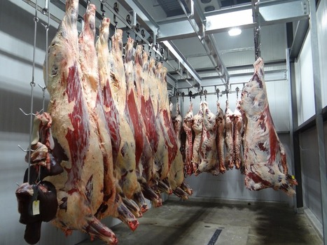 Tchad : les abattoirs doivent ouvrir à 5 heures du matin (Ministère de l’Elevage) – | La Gazette des abattoirs | Scoop.it