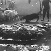 CIWF France à propos de l'abattoir de Beyrouth : fermons cet abattoir ! | La Gazette des abattoirs | Scoop.it