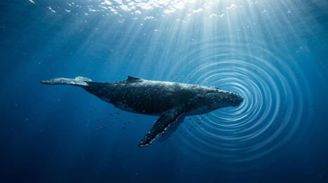Le chant des baleines &agrave; bosse &eacute;tait cens&eacute; rester le m&ecirc;me toute une vie : ce qui se produit chaque ann&eacute;e dit autre chose | Revue de presse C&eacute;tac&eacute;s | Scoop.it