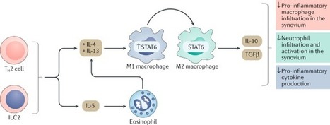 Anti-inflammatory and immune-regulatory cytokines in rheumatoid arthritis | Rheumatology-Rhumatologie | Scoop.it