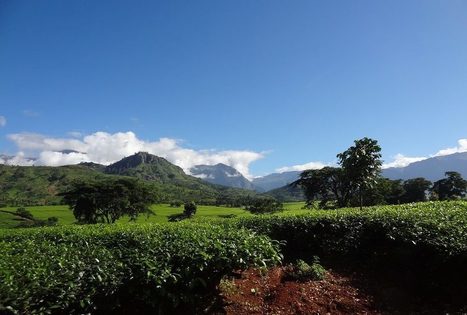 Malawi: impact of Climate Change on Tea Production | AFRIQUES | Scoop.it