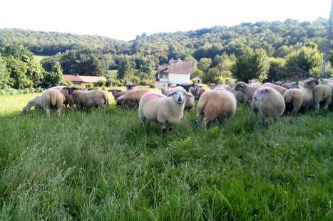 Agneau de Pâques, la filière ovine face au confinement | Actualité Bétail | Scoop.it