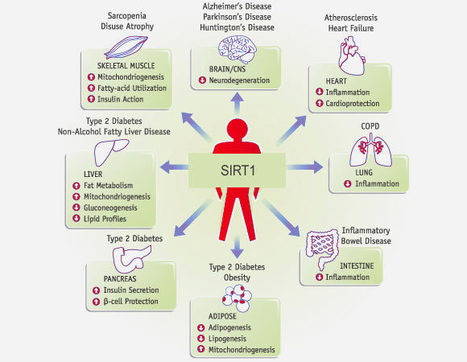 Study Raises Hope for New Anti-Aging Drugs | Marijuana, Cannabis, Longevity, Legacy | Scoop.it