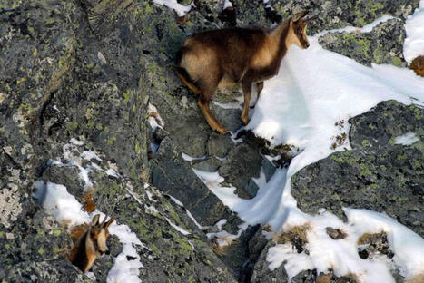"La population est bien remont&eacute;e" : menac&eacute; de disparition, cet animal embl&eacute;matique r&eacute;ussit un retour spectaculaire | Vall&eacute;es d'Aure & Louron - Pyr&eacute;n&eacute;es | Scoop.it