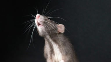 Estresse na adolesc&ecirc;ncia provoca altera&ccedil;&otilde;es cerebrais duradouras, aponta estudo com ratos | Inova&ccedil;&atilde;o Educacional | Scoop.it