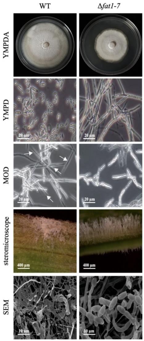 Original paper in Fungal Genet Biol &bull; B&eacute;langer Lab 2021 &bull; A reassessment of flocculosin-mediated biocontrol activity of Pseudozyma flocculosa through CRISPR/Cas9 gene editing | Originals | Scoop.it