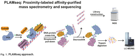 PLAMseq enables the proteo-genomic characterization of chromatin-associated proteins and protein interactions in a single workflow | sadv | RMH | Scoop.it