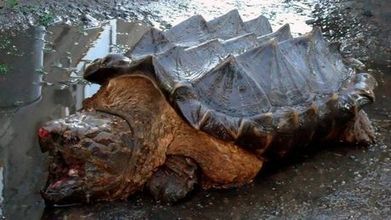 Une étrange "tortue dinosaure" retrouvée près d’un fleuve en Russie | KILUCRU | Scoop.it