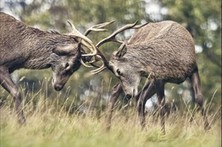 Empathy - At Work - WSJ:  At the Office: Testosterone&rsquo;s Dark Side | Empathy Movement Magazine | Scoop.it