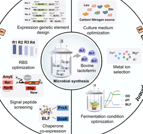 Systematic engineering of Bacillus amyloliquefaciens for efficient bovine lactoferrin production | RMH | Scoop.it