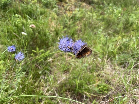 La Région Nouvelle-Aquitaine et la Fondation du Patrimoine créent un fonds régional dédié à la préservation de la biodiversité | Biodiversité : les chiffres-clés | Scoop.it
