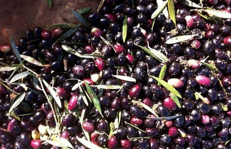 El sector olivarero español da de plazo hasta mediados de mayo para tomar medidas y frenar la caída de precios | OLIVE NEWS | Scoop.it