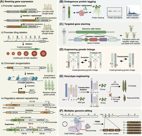 From genome editing to chromosome engineering in plants | tin | RMH | Scoop.it