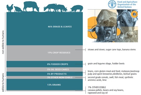 FAO : More Fuel for the Food/Feed Debate | Lait de Normandie... et d'ailleurs | Scoop.it