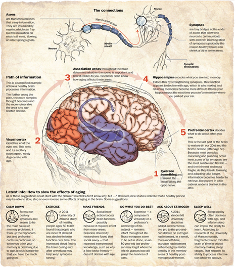 The Aging Brain: New Studies Show... | SELF HEALTH + HEALING | Scoop.it
