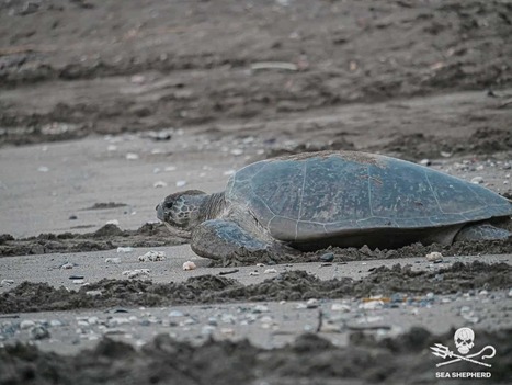 Les autorités de Mayotte unies pour combattre le braconnage des tortues | Biodiversité | Scoop.it