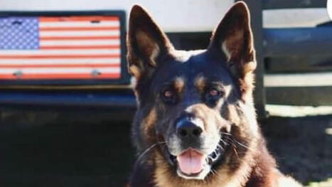 Miami police dog bakes to death and Death Valley motorcyclist dies of exposure as relentless, record-setting heatwave roasts America | Daily Mail Online | Operation Deimos | Scoop.it