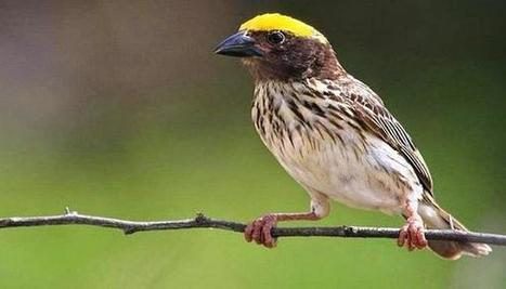 Harga Burung Manyar Terbaru Semua Jenis Mei 201