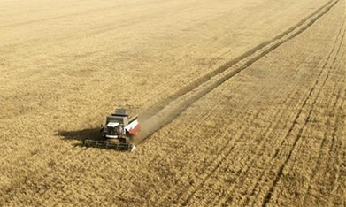 Russia may fail to supply wheat to Egypt's GASC in Jan, GASC asks traders to honour contracts | MED-Amin network | Scoop.it