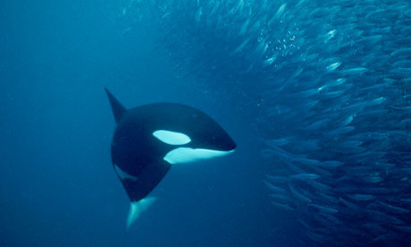 The research funding debate: why size doesn't matter | Higher Education Network | Guardian Professional | Educación a Distancia y TIC | Scoop.it