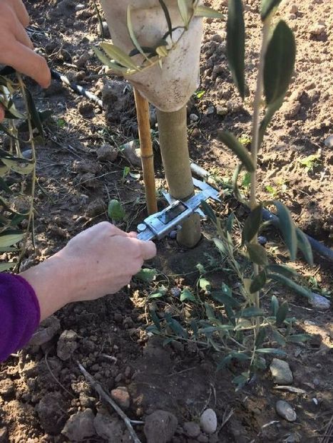 Transforma Olivar: nuevo proyecto de investigación para el cultivo del olivo | OLIVE NEWS | Scoop.it