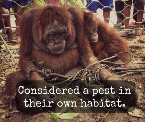 Do Your Cookies and Shampoo Contain Deforestation and Palm Oil?" | BIODIVERSITY IS LIFE  – | Scoop.it
