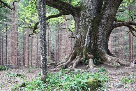 Paavolan tammi - Suomen kaunein puu? | 1Uutiset - Lukemisen t&auml;hden | Scoop.it