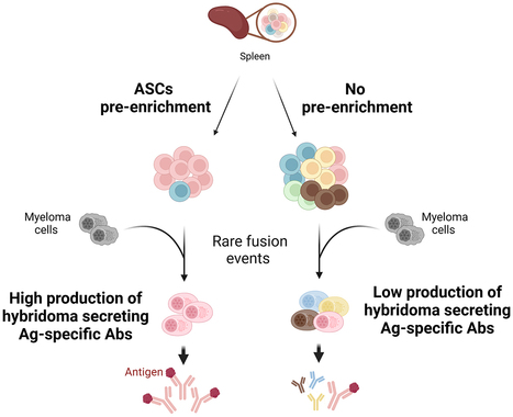 Sélectionner des anticorps monoclonaux plus efficacement et avec moins d’animaux | Life Sciences Université Paris-Saclay | Scoop.it