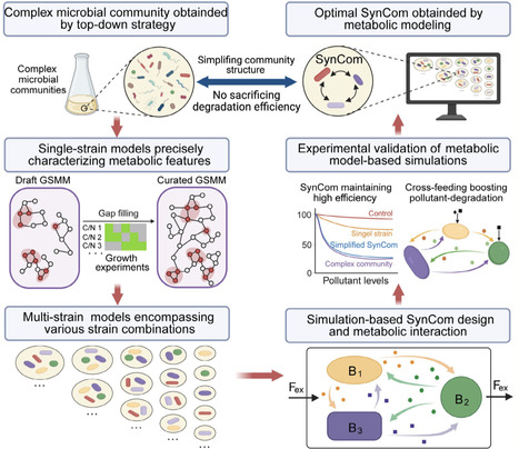 Metabolic Modelling Facilitates the Design of Synthetic Communities by Simplifying Natural Microbial Communities | emb | RMH | Scoop.it