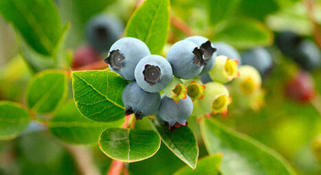 Les myrtilles apportent le go&ucirc;t de la Chine au monde | Conseil en myrtilles | Kunming-Yunnan | Scoop.it