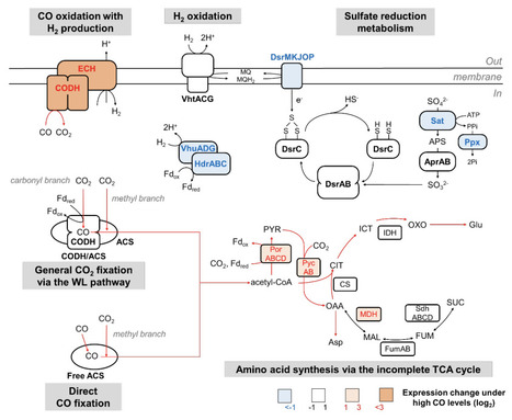 Direct carbon monoxide fixation via the bacterial and archaeal Wood–Ljungdahl pathways | brvme | RMH | Scoop.it