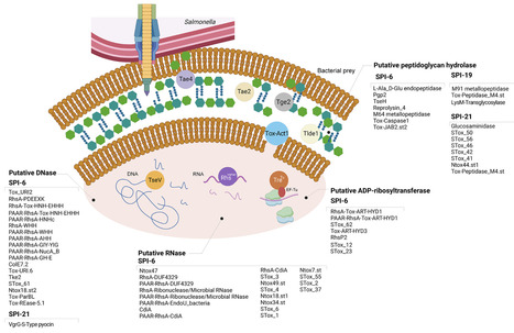 Deciphering the Salmonella T6SS toolkit: two decades of research decoding a versatile bacterial weapon | JBac | RMH | Scoop.it