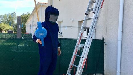 VIDÉO - Les pompiers de la Loire débordés par les guêpes cet été | Variétés entomologiques | Scoop.it