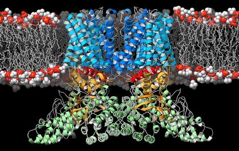 TSRI scientists solve 3-D structure of protein that guides the immune system | Immunology for University Students | Scoop.it