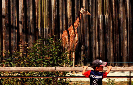 Municipales &agrave; Lyon&nbsp;: Jean-Michel Aulas promet de remplacer les animaux du zoo par des hologrammes | Biodiversit&eacute; - @ZEHUB on Twitter | Scoop.it