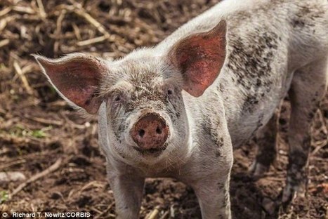 Pigs have feelings too! Farm animals feel empathy towards their penmates, study claims | Empathy Movement Magazine | Scoop.it