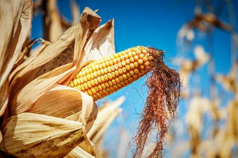 UGA forecasts 29.26 million tons of corn harvest in Ukraine | MED-Amin network | Scoop.it