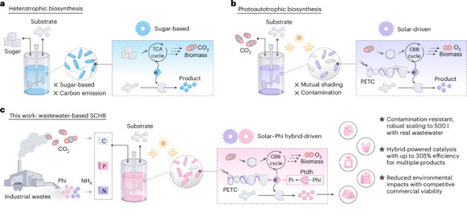Solar-driven biosynthesis of chemicals from phosphite-rich wastewater and carbon dioxide | Nature Sustainability | RMH | Scoop.it