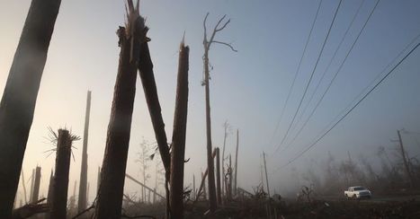 Stressed Southern Timber Growers Get Hit Again | Timberland Investment | Scoop.it
