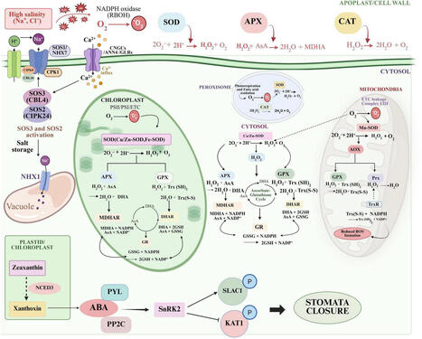 Beneficial microbes in plant salt stress tolerance: mechanisms, antioxidant defense, and multi-omics insights | frn | RMH | Scoop.it